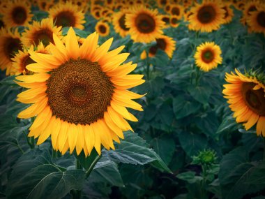 zonnebloem close-upAyçiçeği yakın çekim