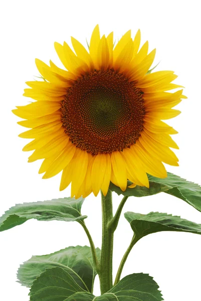 stock image Beautiful sunflower (isolated)