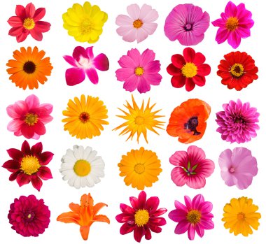 Flowers decorative collection clipart