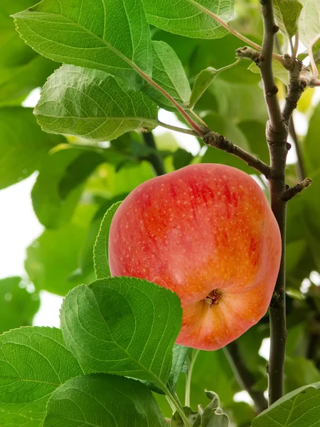 Apple tree fruit — Stock Photo, Image