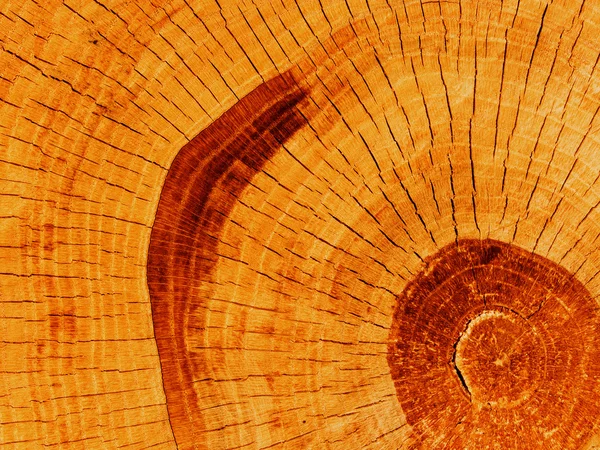 Tăiați stejar — Fotografie, imagine de stoc