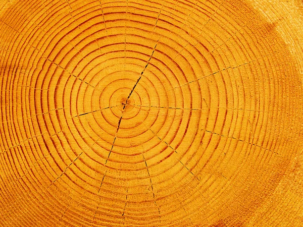 Pin des arbres coupé — Photo