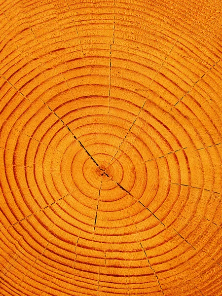 Pino árbol cortado —  Fotos de Stock
