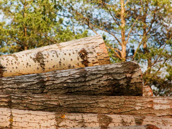 Alberi tagliati legno — Foto Stock