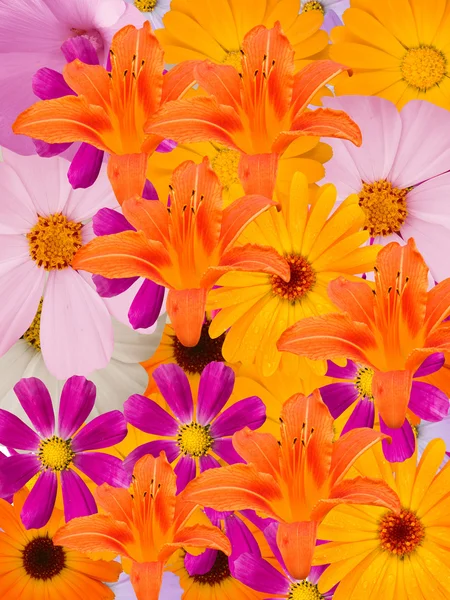 Dekorativní květiny — Stock fotografie