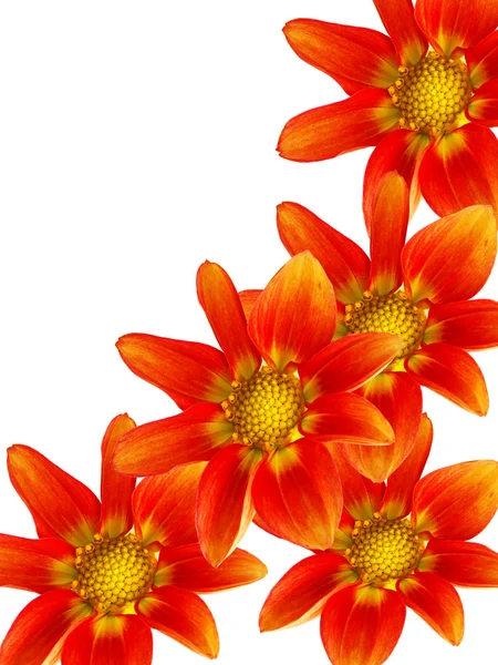 Blommor röda kronblad — Stockfoto