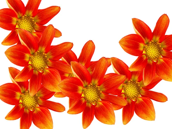 Virágok piros szirmok — Stock Fotó