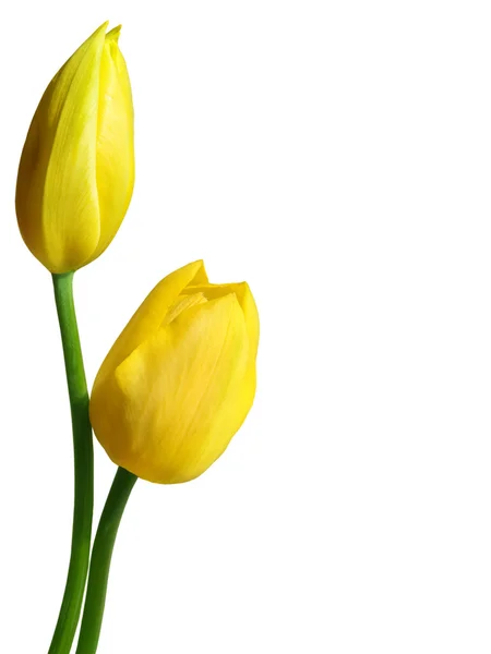 Flores tulipanes —  Fotos de Stock