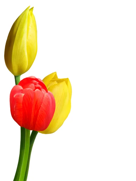 Kwiaty tulipany — Zdjęcie stockowe