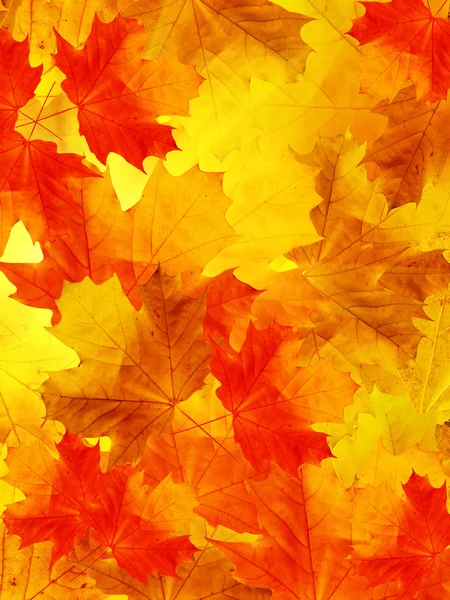 Листья клена — стоковое фото