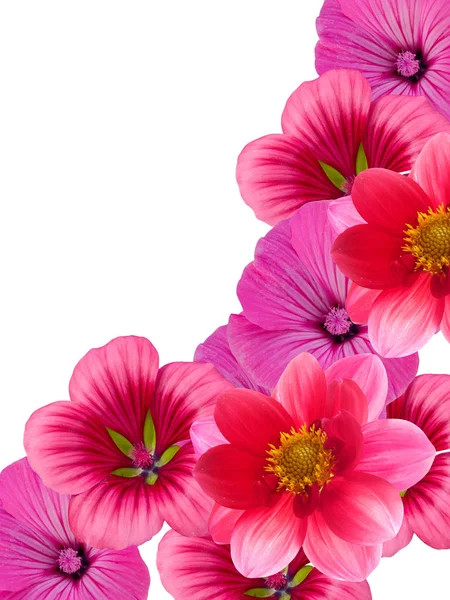 Virágok — Stock Fotó