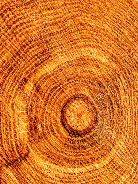Snijden van boom eik — Stockfoto