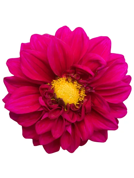 Fleur pivoine pétales rouges — Photo