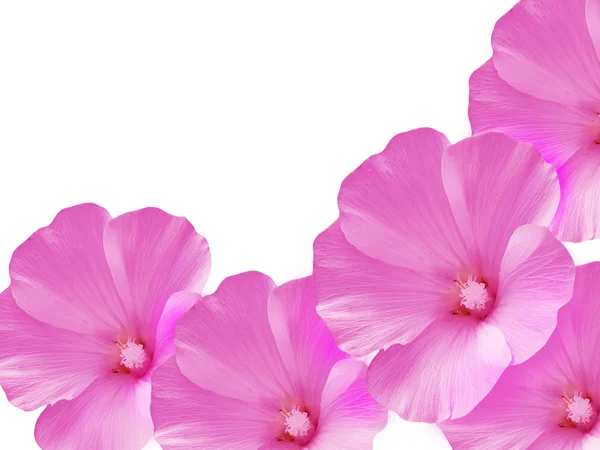 Petali rosa fiore — Foto Stock