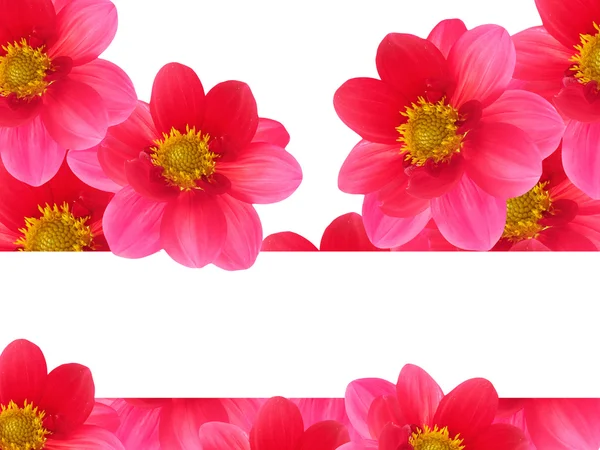Flores pétalas vermelhas — Fotografia de Stock