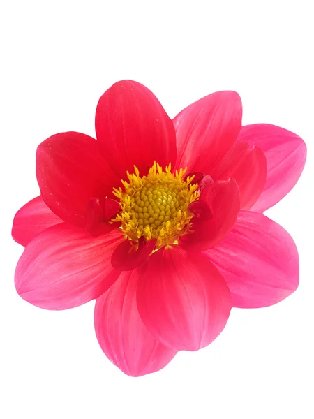 Blume rote Blütenblätter — Stockfoto