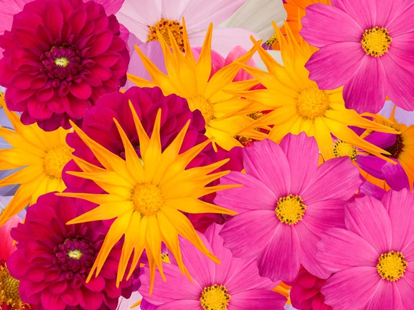 꽃 dekorative — 스톡 사진
