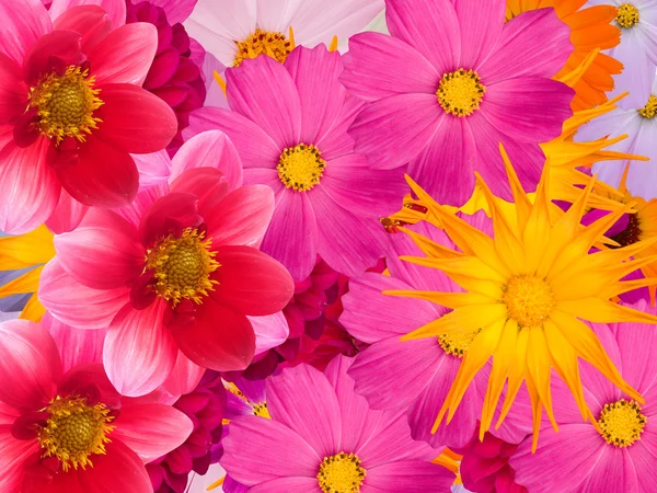 Květiny dekorative — Stock fotografie