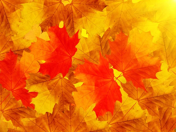 Листья кленовые — стоковое фото