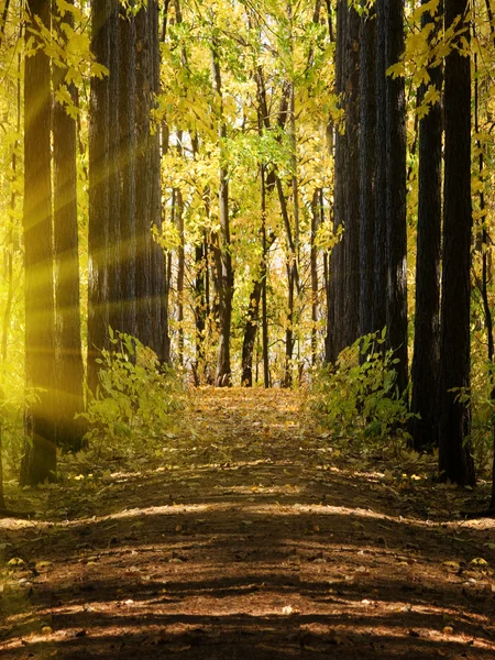 Dřevo podzimní krajina — Stock fotografie