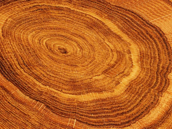 stock image Cut tree oak