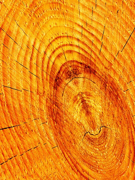 木松木を切る — ストック写真