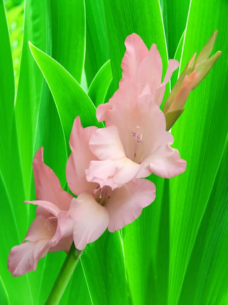 Fleur feuilles de gladiolus — Photo