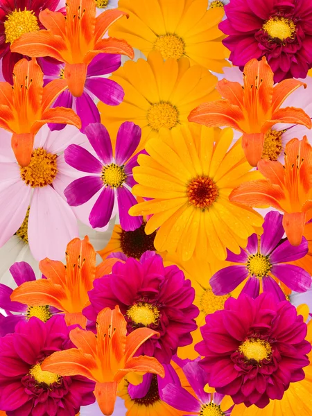 装飾的な花 — ストック写真