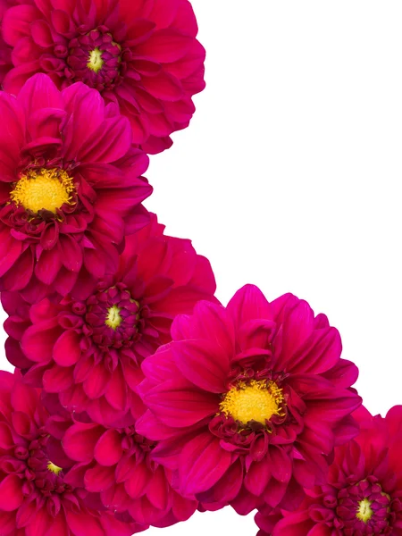 Украшение пионов цветов — стоковое фото