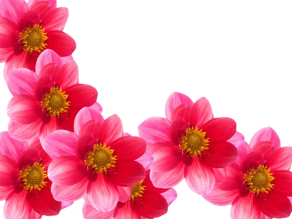 Λουλούδια ροζ πέταλα — Φωτογραφία Αρχείου