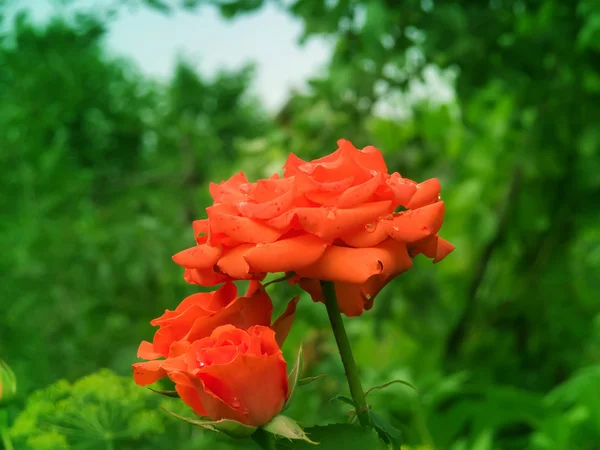 Flowers roses — Stock Photo, Image