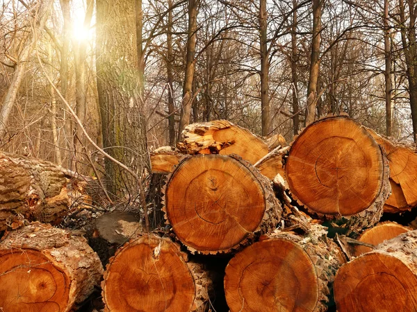 Madeira de árvore de tronco — Fotografia de Stock