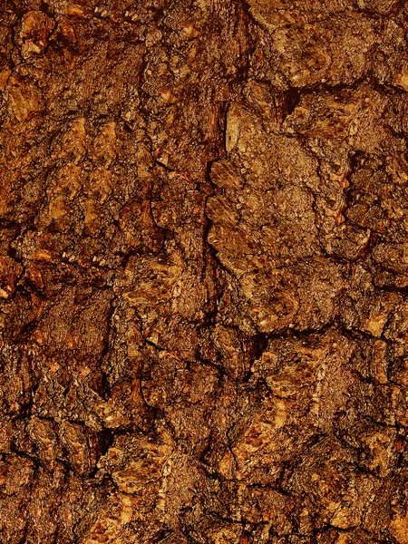 Tekstury kory drzewa — Zdjęcie stockowe