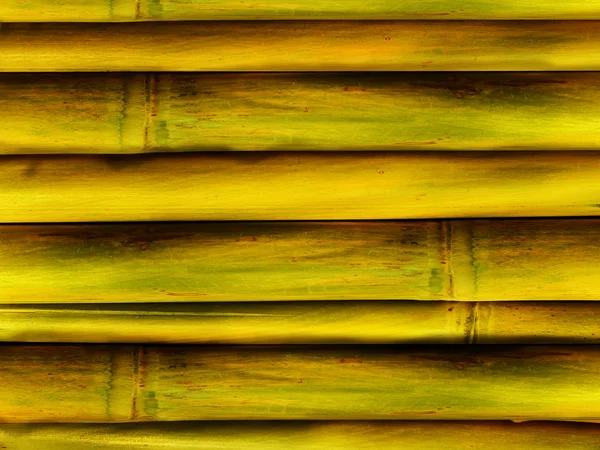 Tronco árbol de bambú — Foto de Stock