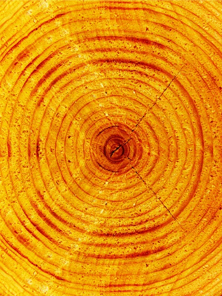 Tăiați blana-copac — Fotografie, imagine de stoc