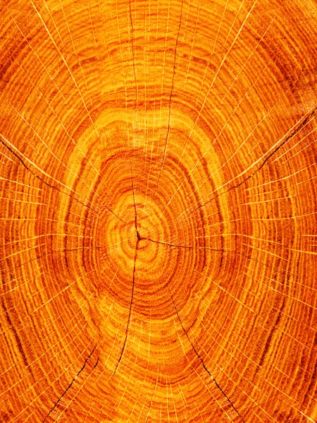 Кусок дерева дуб — стоковое фото