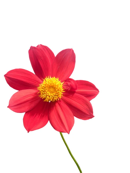Flor decorativo grandes pétalas vermelhas — Fotografia de Stock