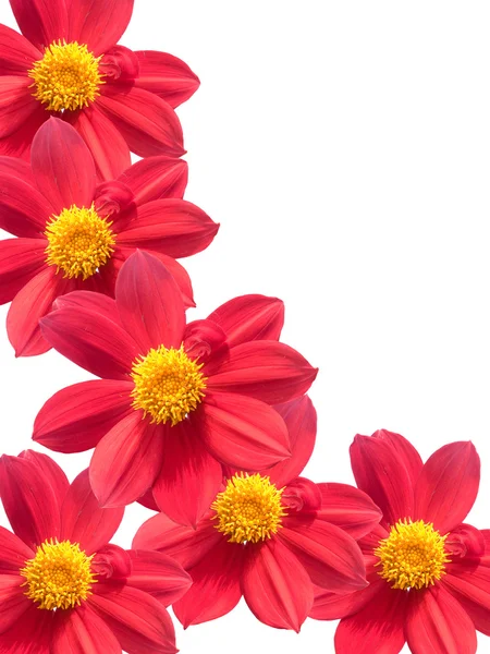 Διακοσμητικά μεγάλα κόκκινα πέταλα λουλουδιών — Φωτογραφία Αρχείου