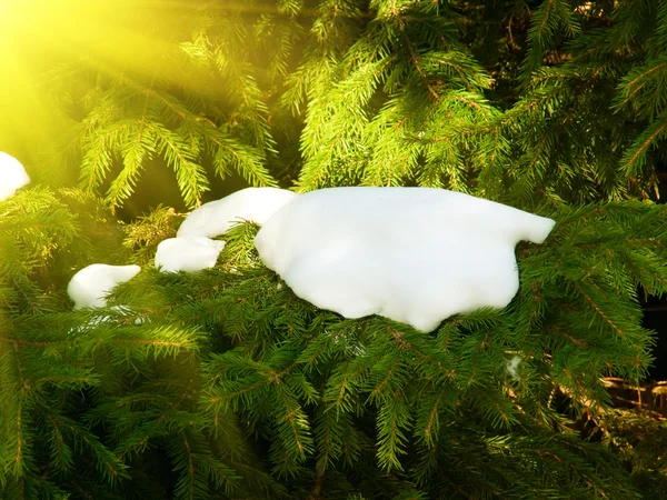 Сніг гілок дерев — стокове фото