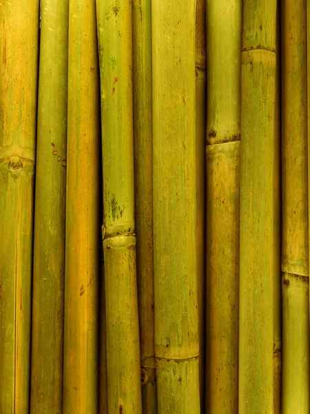 Tallo de bambú —  Fotos de Stock