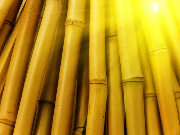 Trunk tree bamboo — Stock Photo, Image