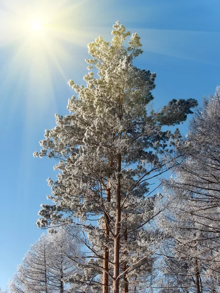 Inverno de madeira — Fotografia de Stock