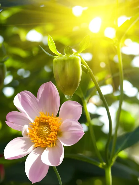 Virágoskert rózsaszín szirmok — Stock Fotó