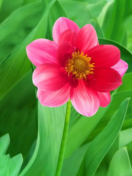 Rózsaszín virágszirmok — Stock Fotó