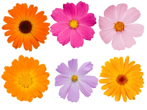 Blommor camomiles samling — Stockfoto