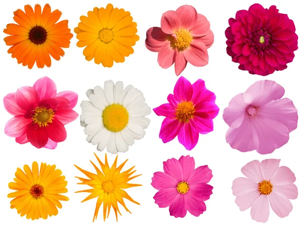 Dekoratif çiçek koleksiyonu — Stok fotoğraf