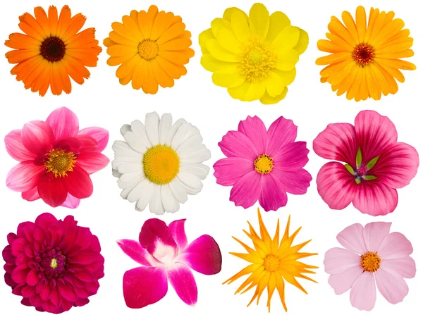 Dekoratif çiçek koleksiyonu — Stok fotoğraf