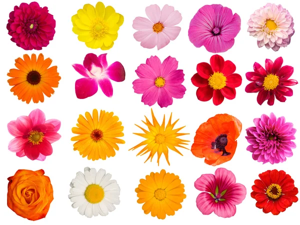 stock image Flowers decorative collection