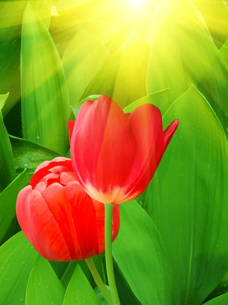 Цветы тюльпаны — стоковое фото