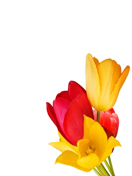 Blommor bukett tulpaner — Stockfoto